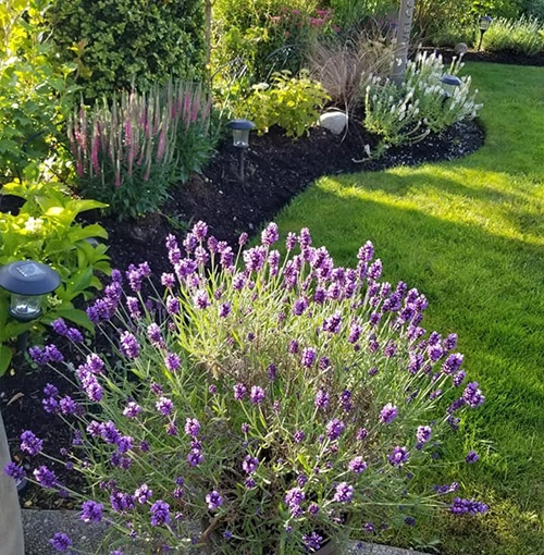 Landscape Design 1