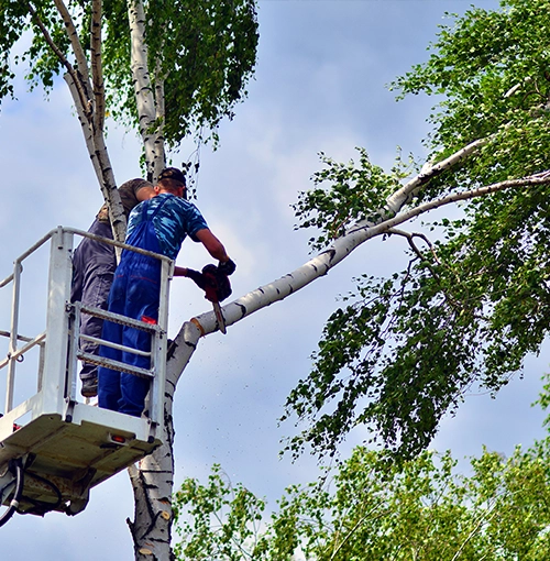 Tree Trimming & Pruning 2